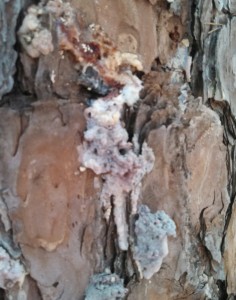 Bark beetle attack on pine resulting in pitch tube.