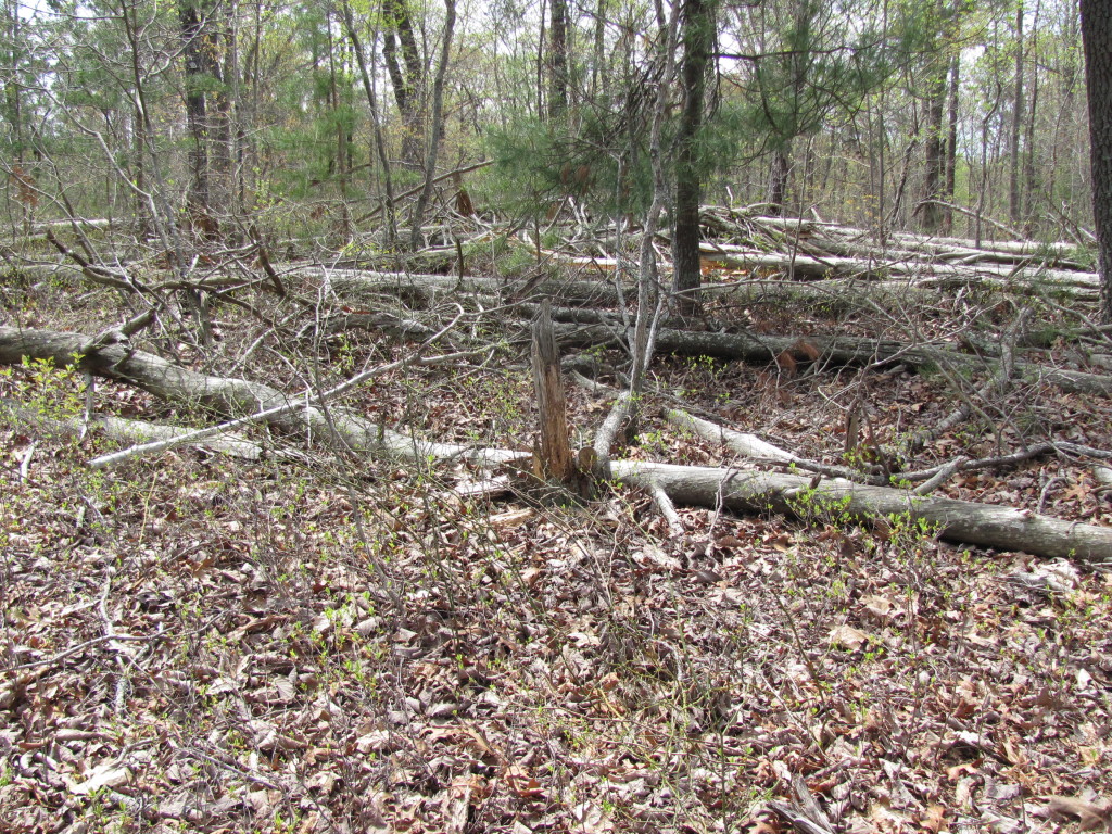 Fatwood stump in the center of picture.