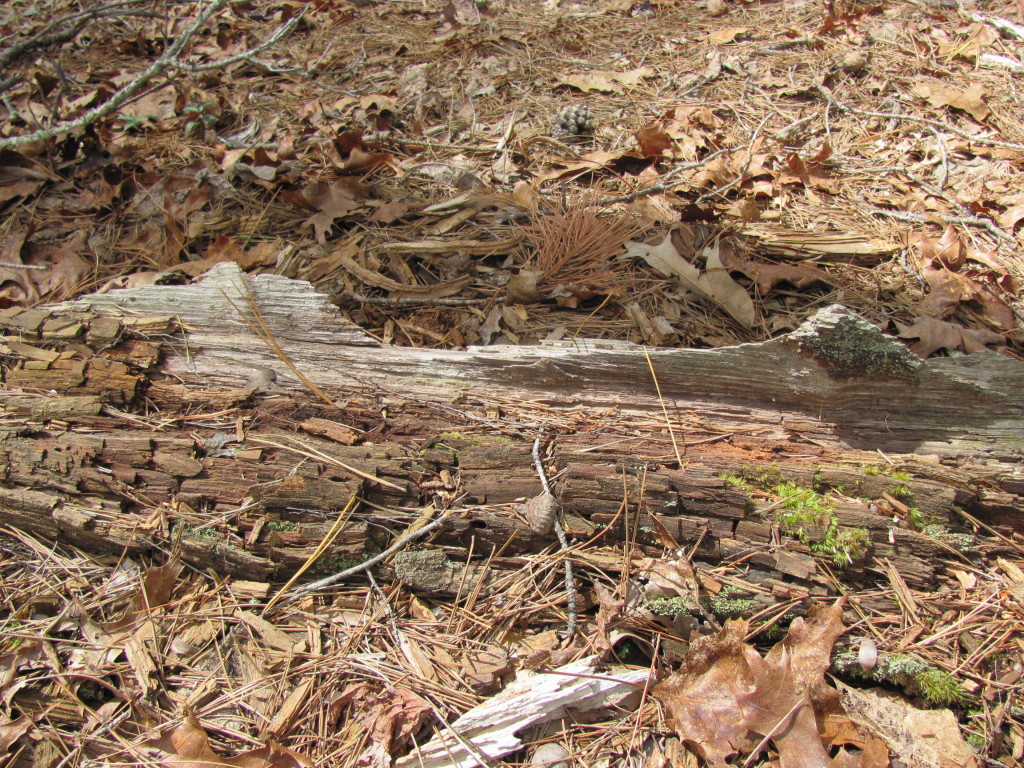 Just laying on the ground, you can see where the outside sapwood of this Virginia pine has decomposed greatly and the center heartwood looks solid.  See what's inside in the next picture.