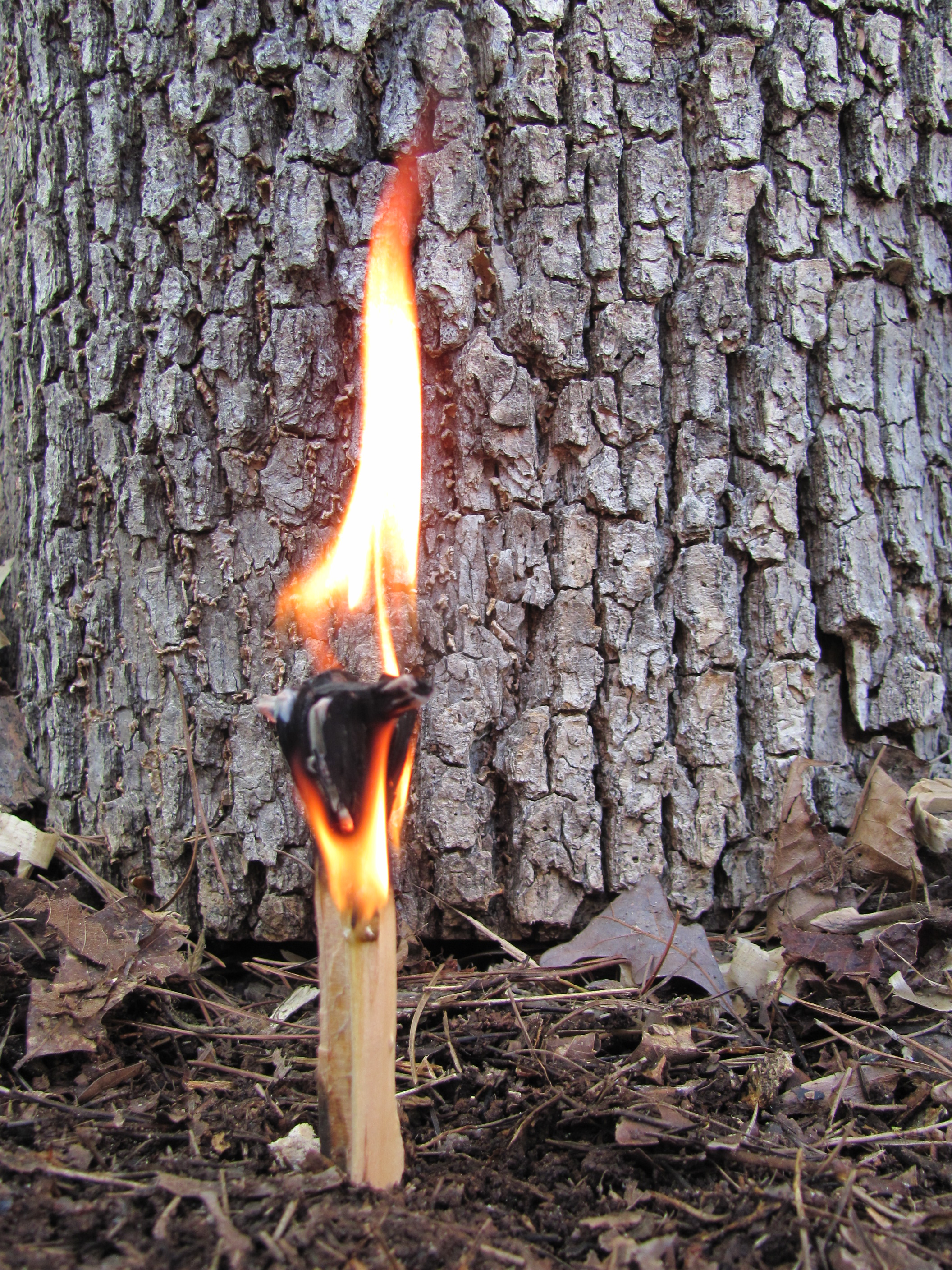 Fatwood Fatwood Fire starterFat Lighter Pine Knot Heart Pine Terpene Pitch Resin 