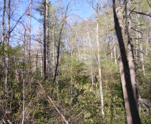 April 2013 in Smoky Mountain National Park.  Stream along Parson Branch Road which was once covered in shade by Hemlocks now gets full sun raising the temperature in this microclimate.  