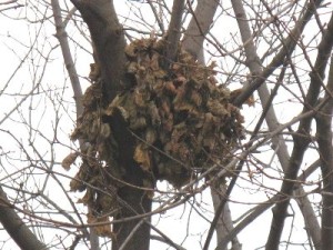 Squirrel Leaf Nest