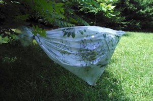 Clear 55 Gallon Drum Liner used as a transpiration bag. Needs to be in full sun as this bag was when placed on the branch.