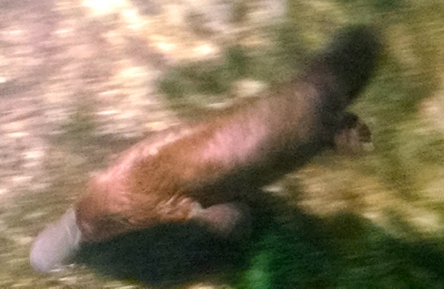 Platypus.  This little guy stayed busy working the rocks underwater.