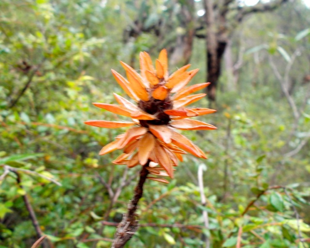 Local flora on our bush track.