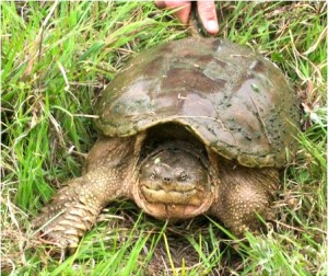 How to Clean a Snapping Turtle | Master Woodsman