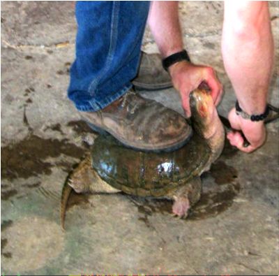 How to Clean a Snapping Turtle