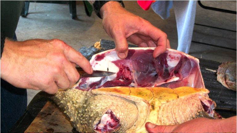 How to Butcher a Snapping Turtle  