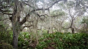 Cumberland Island Hammock