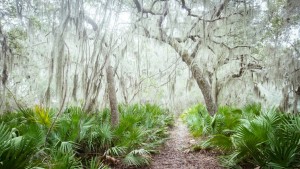 Cumberland Island Trail