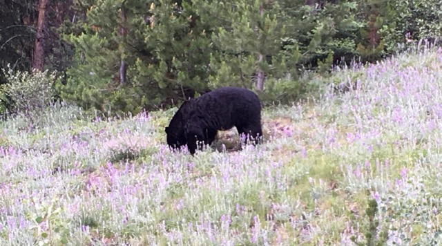 Black Bear