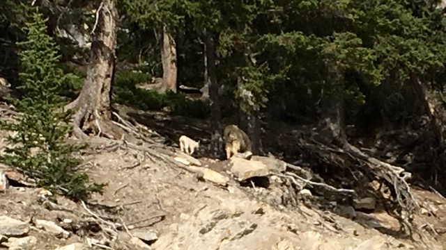 Mountain Goat and kid